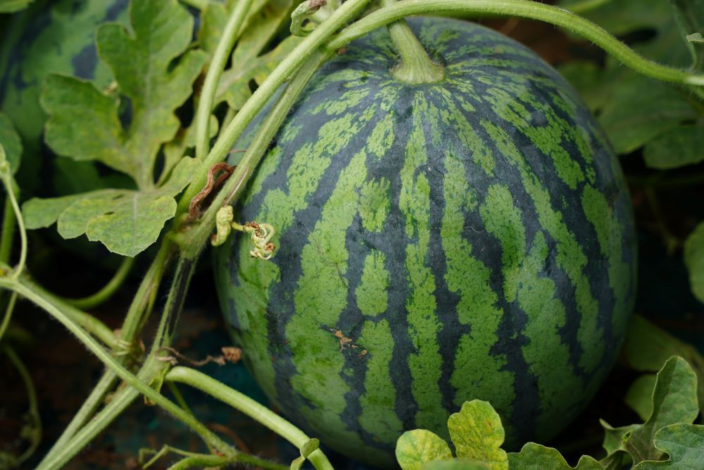 スイカ すいか 祭りばやし 2玉入り 先行予約 MA サイズ 数量限定 大人気 ふるさと納税制度 6月 西瓜 八街 フルーツ 2026年産 送料無料 国産 千葉県 夏 果物 甘い