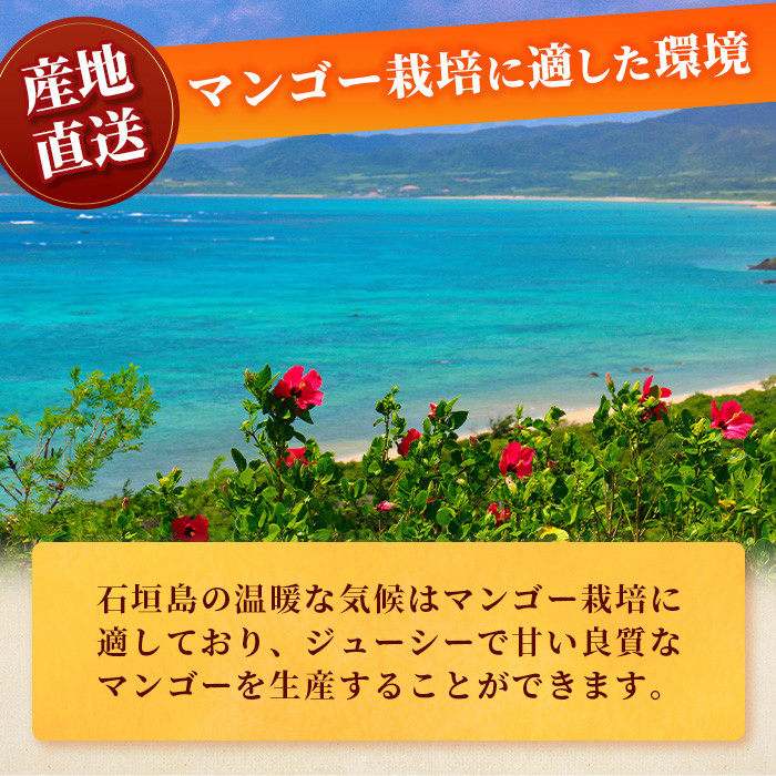 ＜先行予約＞ 石垣島産 マンゴー (アーウィン種) 約1.5kg (2～5玉) 家庭用 ＜2026年6月順次発送＞ | 産地直送 家庭用 訳あり 沖縄県 石垣市 石垣島 JA 訳ありマンゴー マンゴー アーウィン AE-11