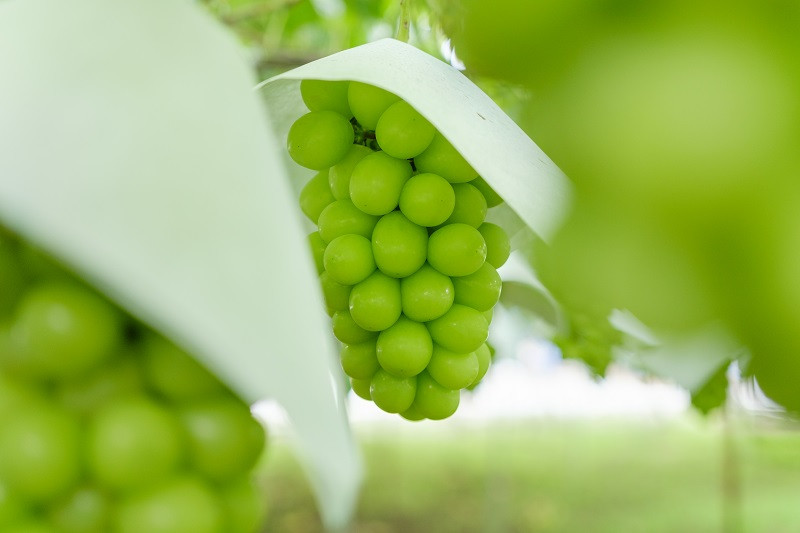 【定期便】甲州市自慢の大人気3種セット “大玉桃”“大玉貴陽”“大粒シャインマスカット”3ヶ月定期便 自然農法【2026年発送】（BNC）I8-101【貴陽 桃 すもも モモ シャインマスカット 葡萄 ぶどう 令和8年発送 期間限定 山梨県産 甲州市 フルーツ 果物】