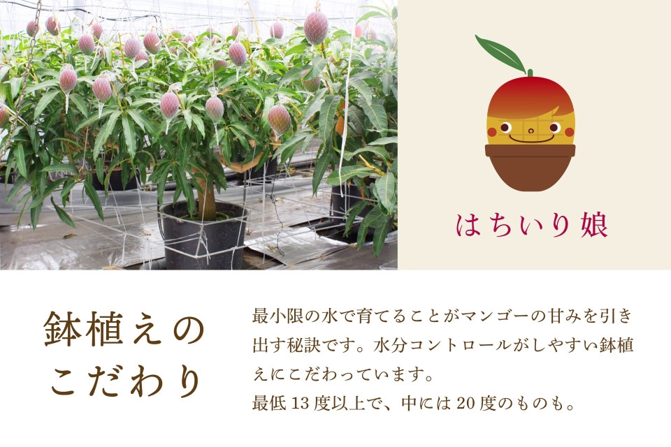 はちいり娘 冷凍完熟マンゴー 4袋 計800g