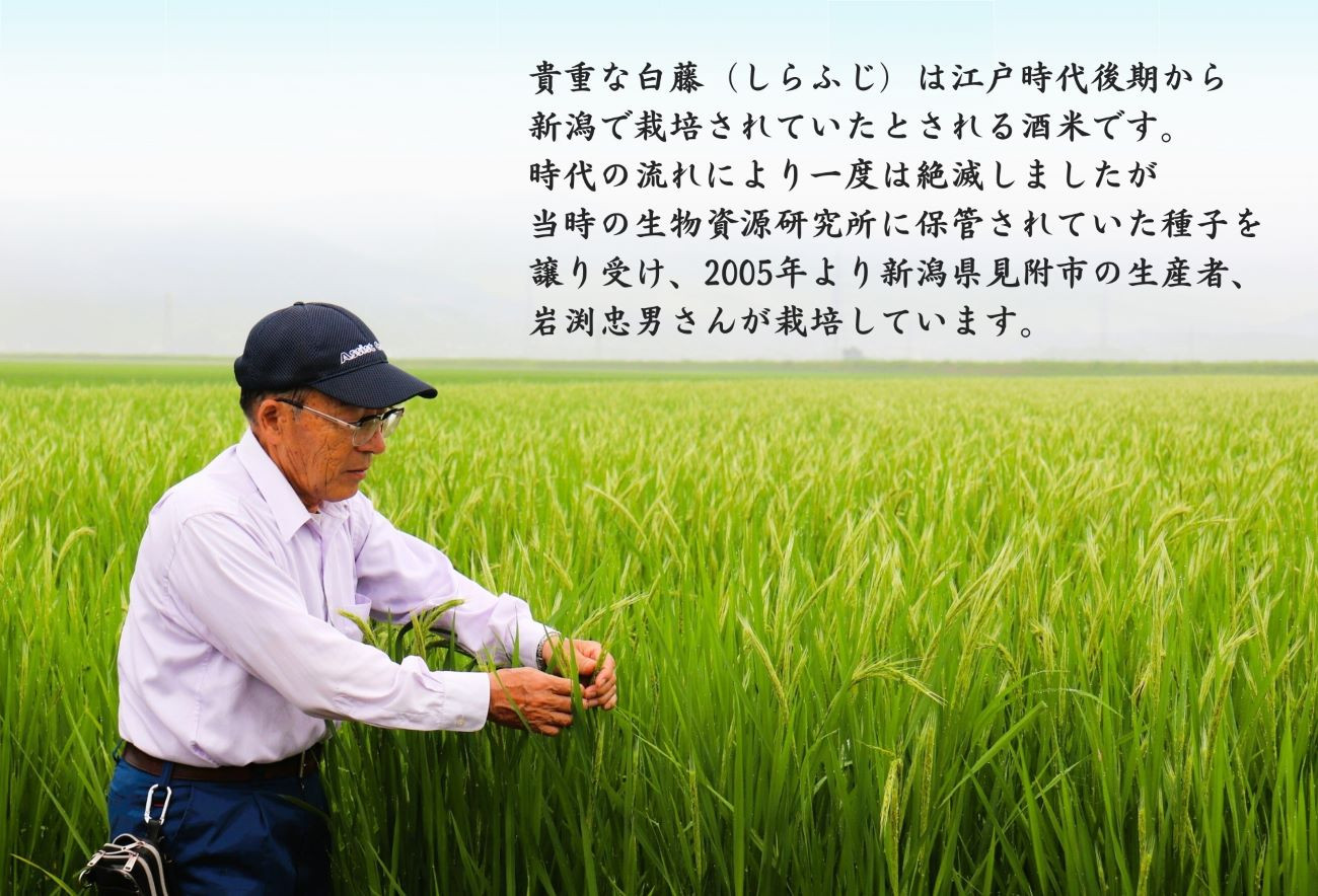 見附市生産 幻の米「白藤」で醸したお酒飲みくらべセット 720ml×2 日本酒 一升瓶 ご当地 オリジナル 酒 お酒 ギフト 贈り物 お取り寄せ 国産 人気 晩酌 家飲み お祝い 還暦祝 誕生日 内祝 宅飲み お歳暮 数量限定