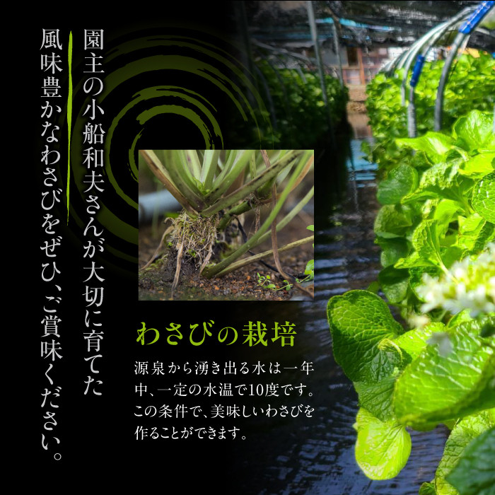 安比清流わさびアイス 5個セット 【安比清流山葵園】 ／ アイス 山葵 わさび ワサビ アイスクリーム スイーツ デザート ジェラート カップ入り カップアイス おやつ 八幡平市産わさび使用 岩手県産わさび使用 爽やか さわやか 珍しい グルメ おすすめ オススメ