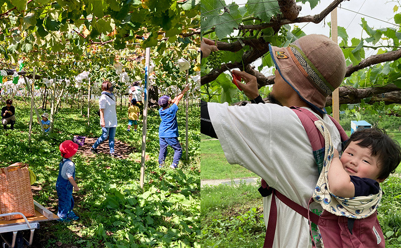 【完全無添加】【安心安全】【こだわりの搾汁製法】種なし巨峰ジュース 3本セット【栽培期間中 除草剤・ネオニコチノイド系農薬・化学肥料不使用】