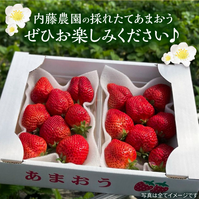 【先行予約】【12月発送】農家直送 あまおう 1080g (270g以上 × 4パック) 土耕栽培《豊前市》【内藤農園】果物 いちご [VAB006]