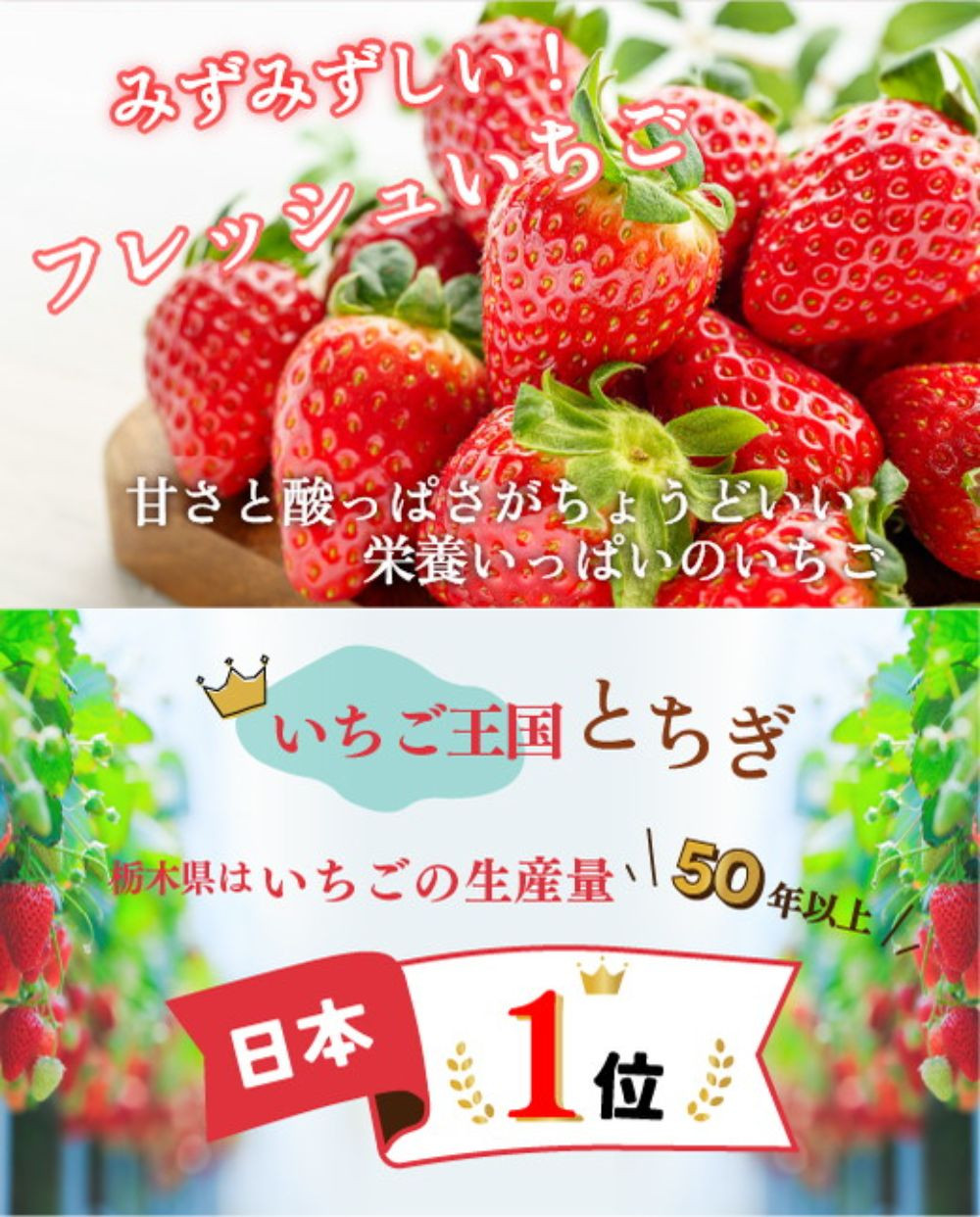 【2月発送】朝摘み とちあいか 2パックセット | いちご 栃木 とちあいか 甘い 糖度 旬 新鮮 フルーツ 果物 アレンジ スイーツ いちごジャム フルーツサンド
※離島への配送不可
※2026年1月~3月頃に順次発送予定