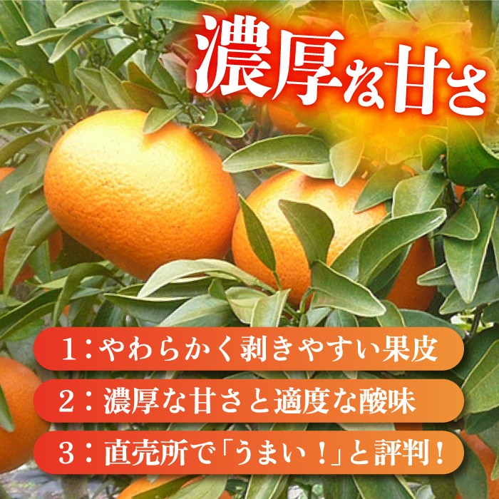 【ご家庭用】麗紅（れいこう）約3kg ー2027年2月中旬より発送ー 長与町/果豊園 [ECL001] 麗紅 れいこう みかん ミカン 蜜柑 柑橘 果物 季節限定 長崎県産