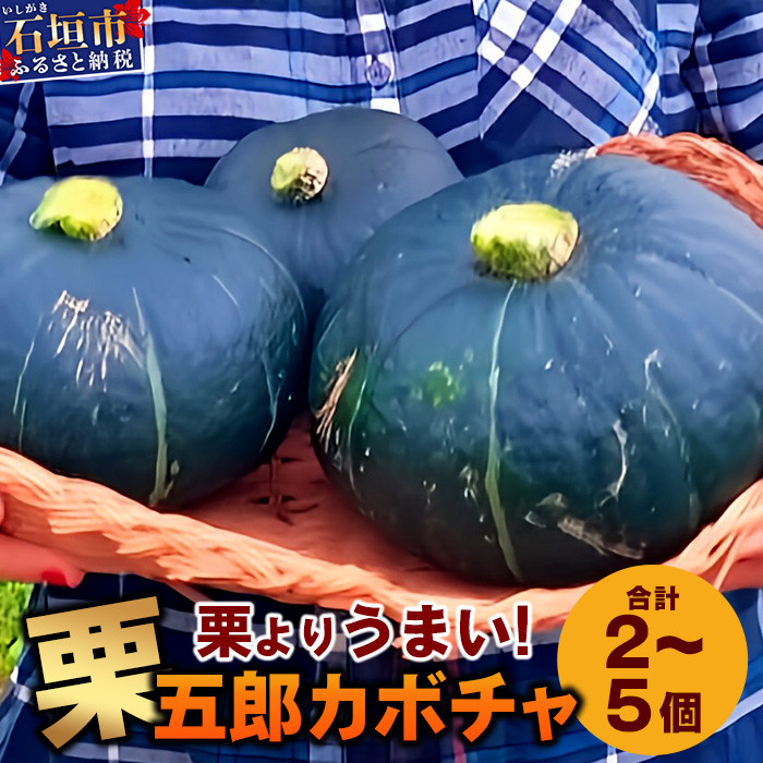 《先行予約》高級カボチャ「栗五郎」サイズ色々2-5個、お得セット!農薬を使わないシリカ水栽培 (3月~5月順次発送)【 産地直送 沖縄県 石垣島産 カボチャ かぼちゃ 野菜 離島のいいもの 沖縄いいもの石垣島 】OI-13