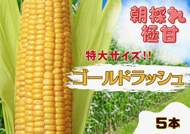 とうもろこし ゴールドラッシュ 5本 約 2kg 先行予約 トウモロコシ コーン スイートコーン 甘い 期間限定 夏 旬 野菜 鍋 炒め物 煮物 スープ 弁当 惣菜 おかず 健康 新鮮 国産 送料無料 吉野川市 徳島県