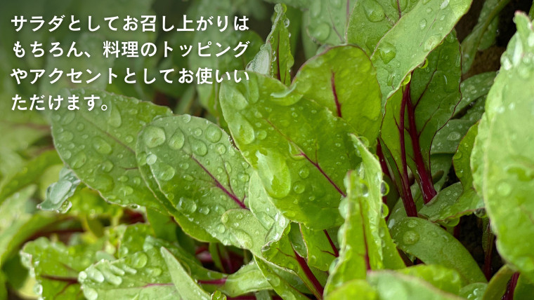 黒澤農園 の ベビーリーフサラダ ( 50g × 6パック ) 使い切りサイズ ベビーリーフ サラダ 生野菜 食べやすい 若葉 使い切り 旬 新鮮 国産 彩り 大容量