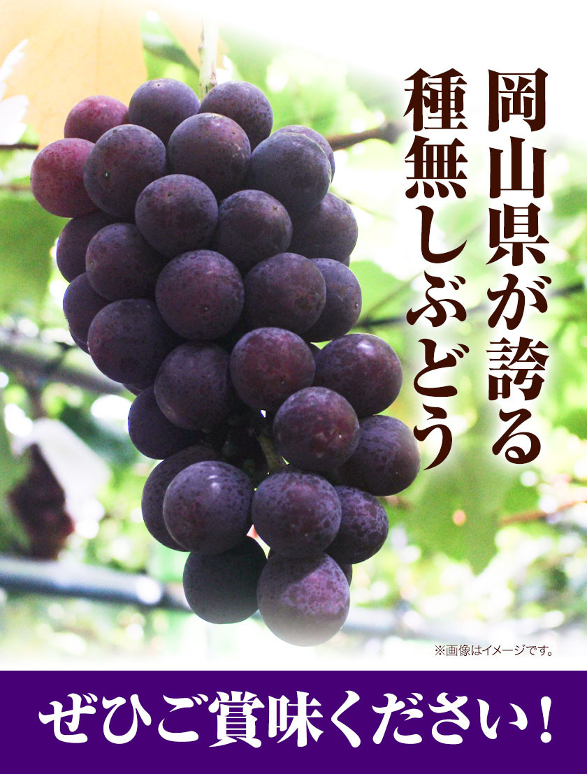 先行予約 岡山県産 ニューピオーネ (1房680g以上) 1房入り 種無し ぶどう 令和8年産先行受付《9月中旬-10月下旬頃出荷》【配送不可地域あり】H-33b