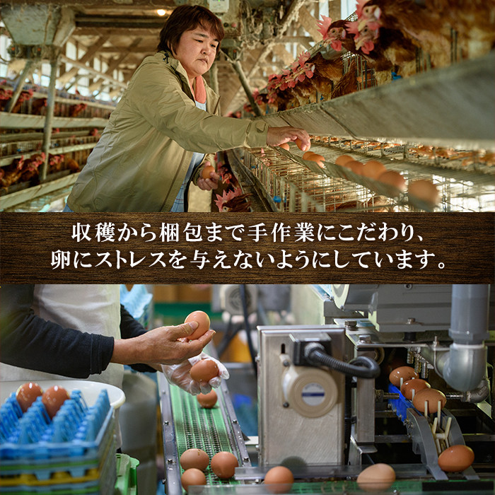 【先行予約】数量・期間限定!2026年の健康電子大寒卵(だいかんたまご)(50個+割れ保障10個)国産 鹿児島県産 鶏卵 1パック10個入 大寒たまご【A-1954H】