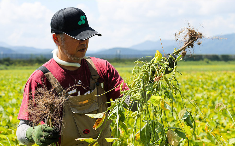 【令和8年産先行予約 】木村九八郎の朝採り!新鮮!だだちゃ豆「本豆」1.5kg(500g×3袋) 山形県鶴岡市産 K-829