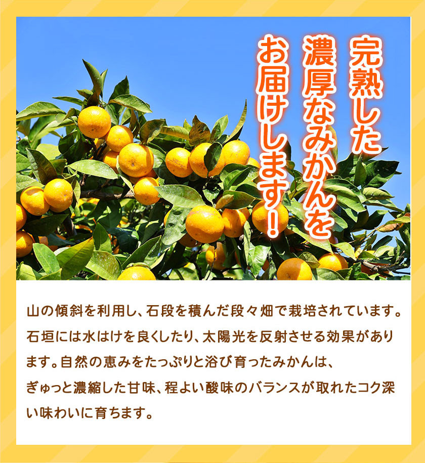 【先行予約】【ご家庭用訳アリ】紀州有田産 濃厚完熟温州みかん 約7.5kg 株式会社魚鶴商店《2026年11月下旬-2027年1月下旬頃出荷》 和歌山県 日高町 みかん 温州みかん 完熟 濃厚 柑橘 ご家庭用