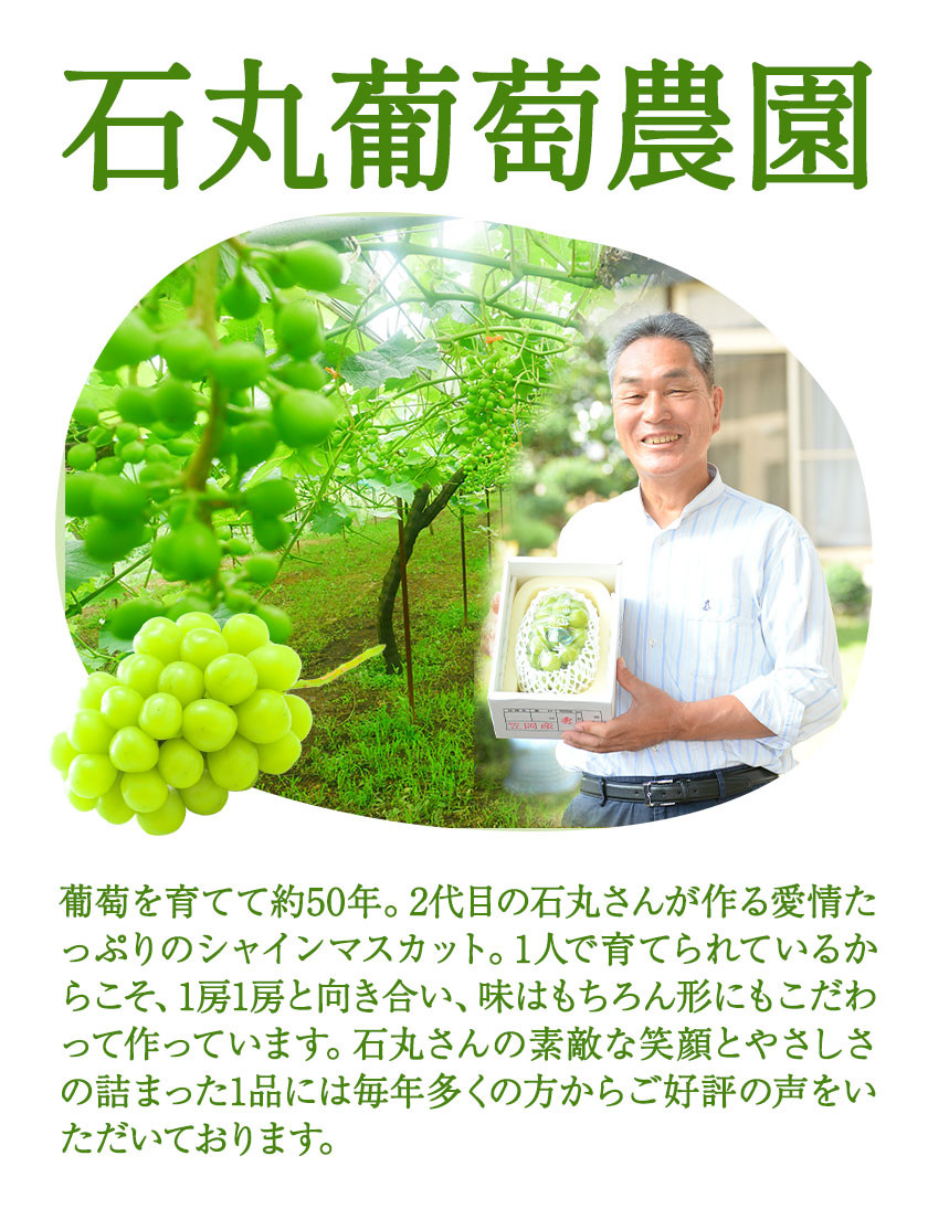 【先行予約】シャインマスカット 2房（ハウス栽培）《2026年8月上旬-8月中旬頃出荷》岡山県 笠岡市 石丸葡萄農園 果肉 旬 マスカット ぶどう 葡萄 フルーツ 果物 岡山