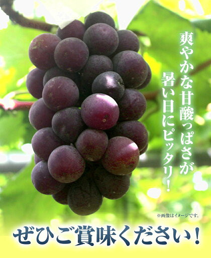 255.【先行予約】 岡山県産 ニューピオーネ 2房 480g以上 ハウス栽培 葡萄 果物 厳選出荷 スイーツ フルーツ デザート 岡山県矢掛町《7月上旬-8月下旬頃出荷》 種なしぶどう 【配送不可地域あり】