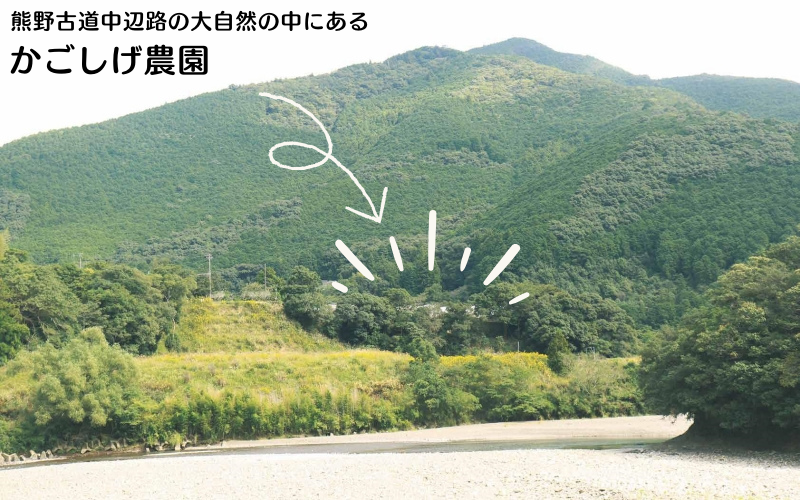 【希少品種】岡崎おうはん 紅花の卵 10個入×4パック【冷蔵配送】 / 田辺市 卵 たまご 有精卵 純国産鶏 鶏卵 平飼い お取り寄せ 卵かけごはん 和歌山県【kag005】