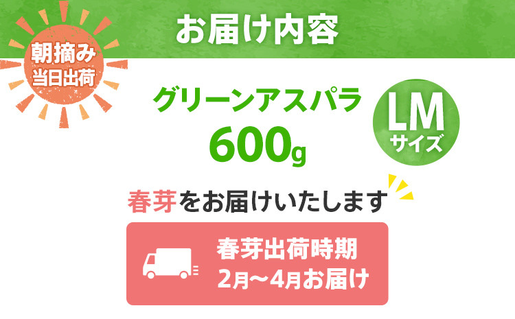 数量限定 先行予約 LM サイズ 600g 春芽 朝採り 朝採れ 直送 グリーンアスパラガス アスパラ【2月~4月お届け】 BT10