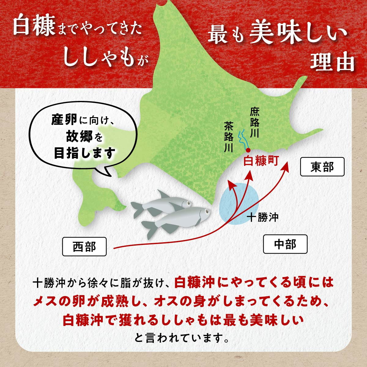 しらぬか産 本ししゃも 10尾 オスメス 各5尾 ししゃも シシャモ 子持ちししゃも 卵 魚卵 魚 魚介 国産 北海道 北海道産 ふるさと納税