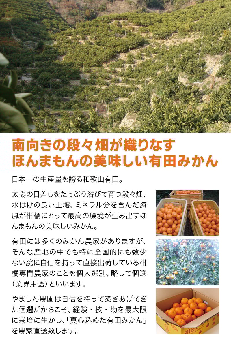【2025年12月発送予約分】 \光センサー選別/農家直送 こだわりの有田みかん 約2kg【ご家庭用】【12月発送】みかん ミカン 有田みかん 温州みかん 柑橘 有田 和歌山 ※北海道・沖縄・離島配送不可/みかん ミカン 有田みかん 温州みかん 柑橘 有田 和歌山 産地直送【nuk159-12】