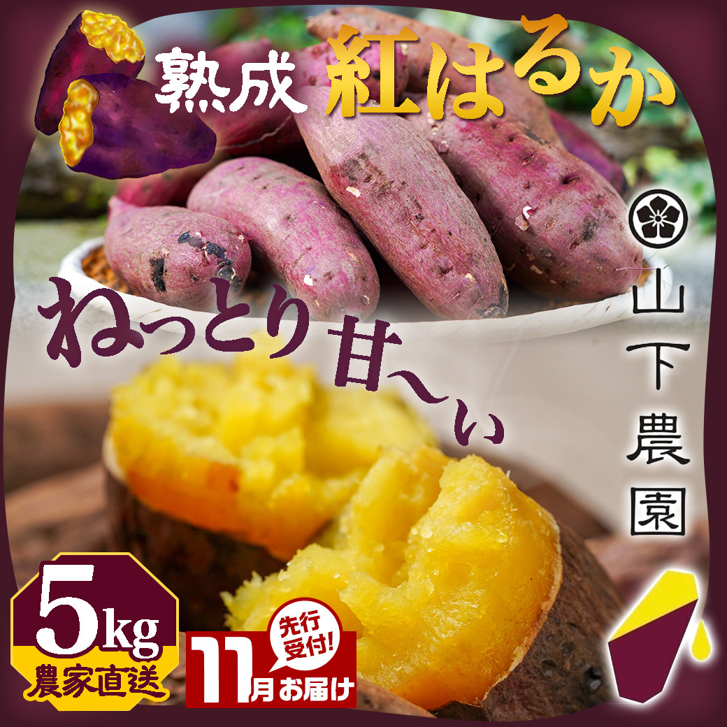 先行受付!【11月お届け】【農家直送】山下農園　熟成紅はるか 5kg_LD-I704-11_(都城市) 都城産 紅はるか S～2Lサイズ混合 山下農園 さつまいも兄弟 長期熟成 甘い 