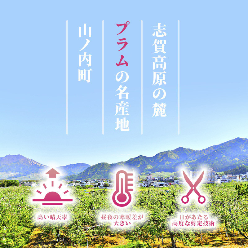 【2026年発送】志賀高原の麓で育った プラム 太陽 約1.4kg(12~13玉) お届け日時指定不可 すもも フルーツ 果物 長野