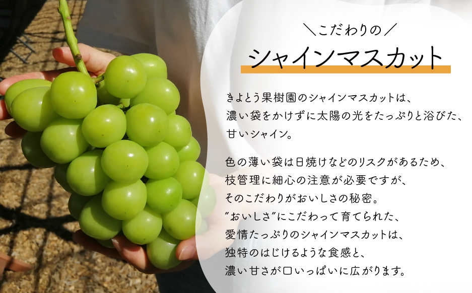 【2026年先行予約】ピオーネとシャインマスカット、たっぷり2kgの2回便!(定期便) (岡山県産)【KF-T005-04】