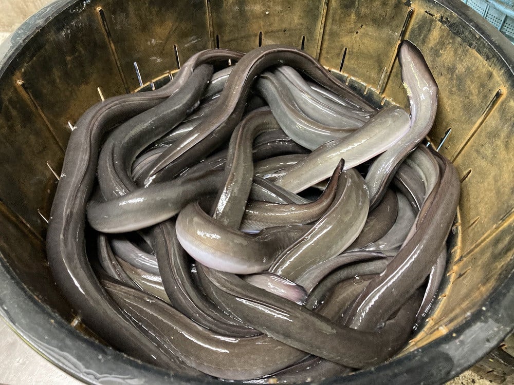 【令和7年お歳暮対応】厳選! 国産 鹿児島県産 うなぎ 白焼き 大 3尾 約480g 秘伝のタレ 付き 新仔うなぎ 使用 こだわりの地焼き! 国産 鹿児島県産 冷凍 うなぎ 鰻 ウナギ 白焼き ギフト にも!【南竹鰻加工】【SB-039H】