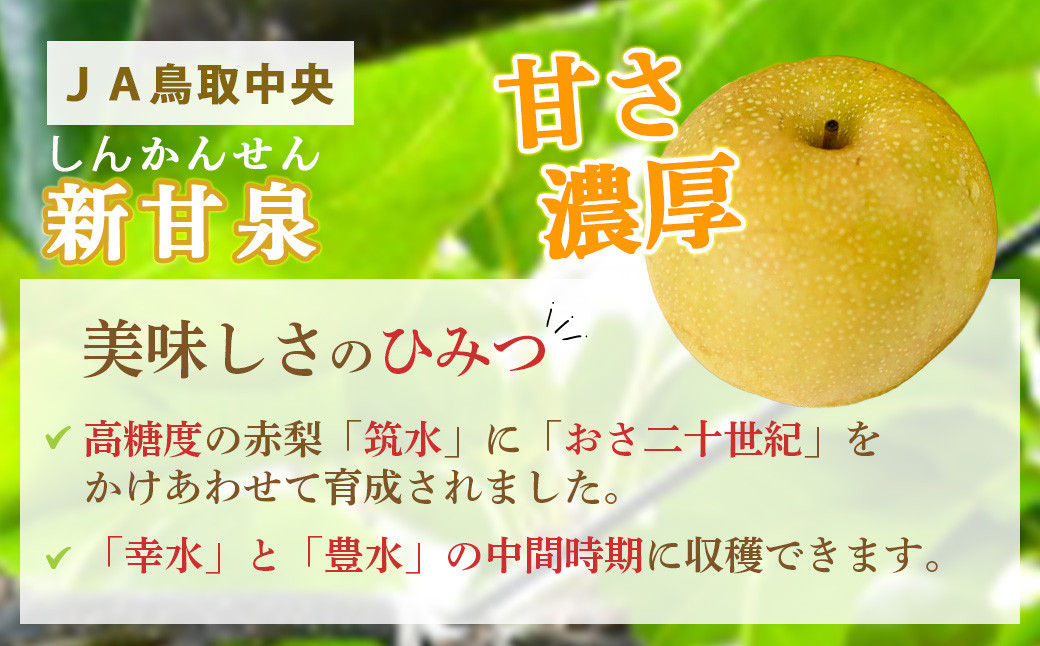 新甘泉 【倉吉産】5kg（ＪＡ鳥取中央） 鳥取 梨 果物 フルーツ 和梨 先行予約 数量限定 詰め合わせ 新甘泉 しんかんせん