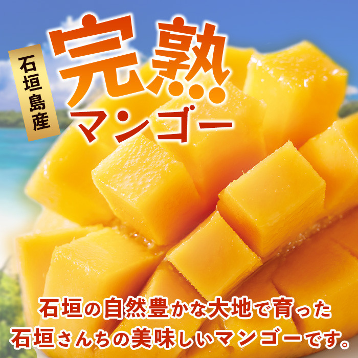 【先行予約】《2026年7月以降より順次発送》石垣島産 マンゴー (アーウィン種) 約1kg(2~3玉) 《樹齢30年の木で育ったマンゴー》【 産地直送 沖縄 石垣島 マンゴー アーウィン マンゴー フルーツ 】TP-1