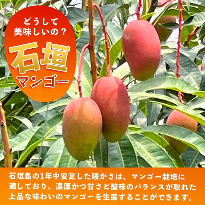 【訳あり】石垣島産 マンゴー (アーウィン種) 9~12玉(箱含め約5kg) 《樹齢30年の木で育ったマンゴー》|産地直送 沖縄 石垣島 マンゴー アーウィン マンゴー フルーツ TP-3