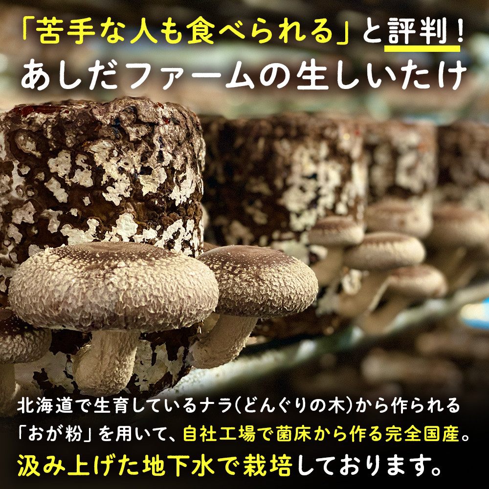 菌床 生しいたけ 900g×2 大きい 肉厚 シイタケ 椎茸 生椎茸 生シイタケ 千歳 北海道 《 あしだファーム 》