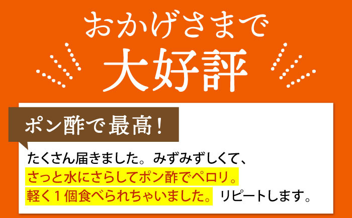【先行予約】【毎日のお料理に】江北町産 たまねぎ 約10kg / 玉葱 玉ねぎタマネギ たまねぎ 玉ネギ オニオン 野菜 九州 佐賀県 江北町【百武青果】 [HAE017]