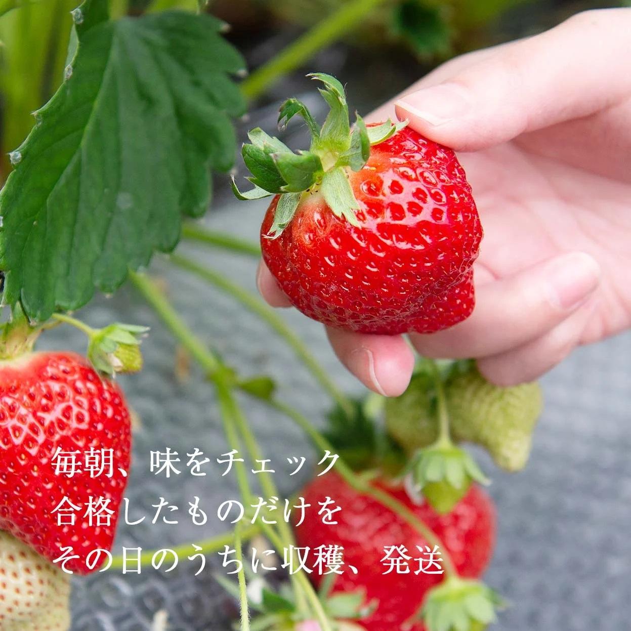 【2026年1月~4月出荷分予約販売】★開けてびっくり★驚きのボリューム 完熟 あまおう 大玉 詰め合わせ 1200g【 あまおう 食品 あまおう フルーツ あまおう 果物 苺くだもの いちご 食品 イチゴ 人気 あまおう おすすめ 送料無料】