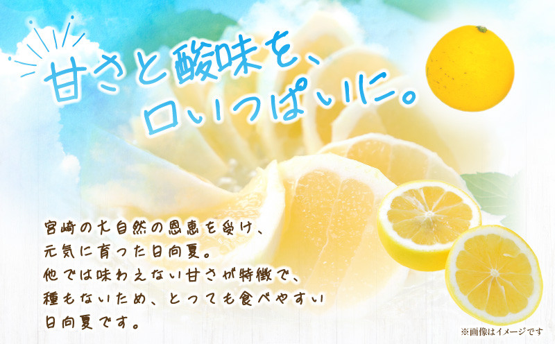 《2026年発送》【数量・期間限定】【訳あり】ハウス種無し日向夏　小～大混合3kg | みかん 蜜柑 柑橘 柑橘類 種無し フルーツ 果物 くだもの デザート 訳あり 訳アリ 食品 果物 傷 傷あり 種なし日向夏 日向夏 人気 おすすめ オススメ 酸味 甘い 傷あり ジャム ジュース ハウス栽培 お取り寄せ 3kg 自宅用 家庭用 数量限定 宮崎県 宮崎市 宮崎 |_M347-001