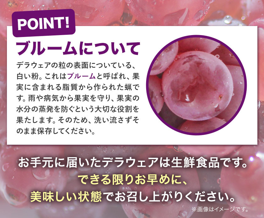 デラウェア【2026年先行予約】デラウェア 約1.2kg《7月上旬-8月中旬頃出荷》デラウェア ぶどう 葡萄 ブドウ 一大産地 大阪府 羽曳野市 種無しぶどう 産地直送 送料無料