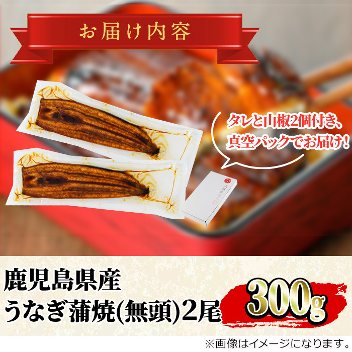 【0104347a-2608】<8月上旬発送予定>東串良町のうなぎ蒲焼(無頭)(2尾・計約300g・タレ、山椒付) うなぎ 高級 ウナギ 鰻 国産 蒲焼 蒲焼き たれ 鹿児島 ふるさと 人気【アクアおおすみ】