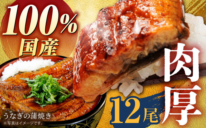 【肉厚ふっくら】国産うなぎ 蒲焼き 12尾【魚正】 [HBV004]