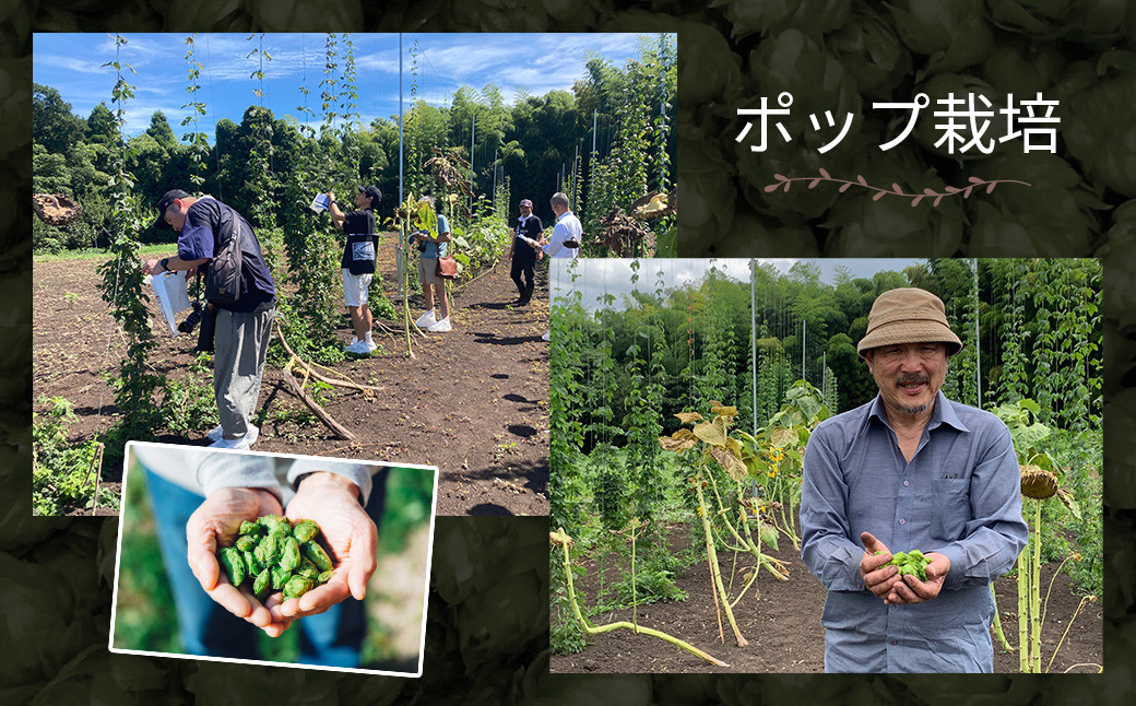 BREW LABクラフトビール3本セット ビール クラフトビール 地ビール ipa ペールエール ゴールデンエール 鳥取県 倉吉市 珍しい 美味しい ビール党 クラフトビア 手作り おすすめ 飲み比べ 詰め合わせ