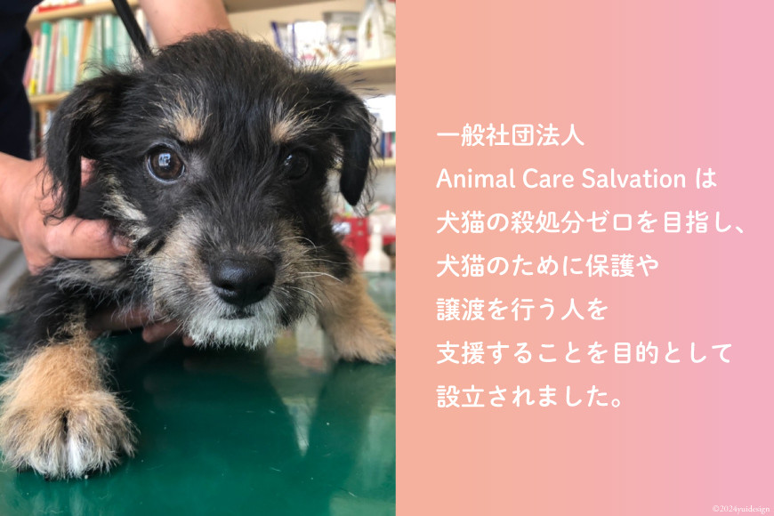愛護支援、去勢・避妊治療支援 30万円 [Animal Care Salvation 福岡県 筑紫野市 21761396] 動物 ペット 愛護 TNR 保護 動物福祉 保護施設 里親 犬 猫 イヌ ネコ いぬ ねこ 動物愛護 保護活動 支援
