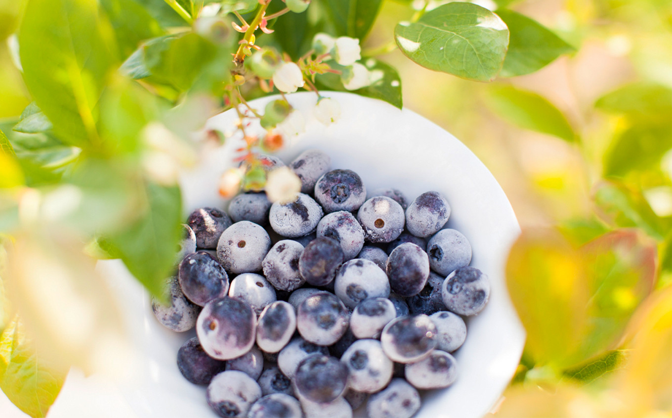 《 先行予約 》令和8年産 生ブルーベリー 良品 1.2kg（300g × 4パック）●2026年7月中旬発送【としま農園】 旬 県産ブルーベリー 小分け お中元 お歳暮 お取り寄せ 母の日 父の日 グルメ ギフト 故郷 秋田 あきた 鹿角市 鹿角 送料無料