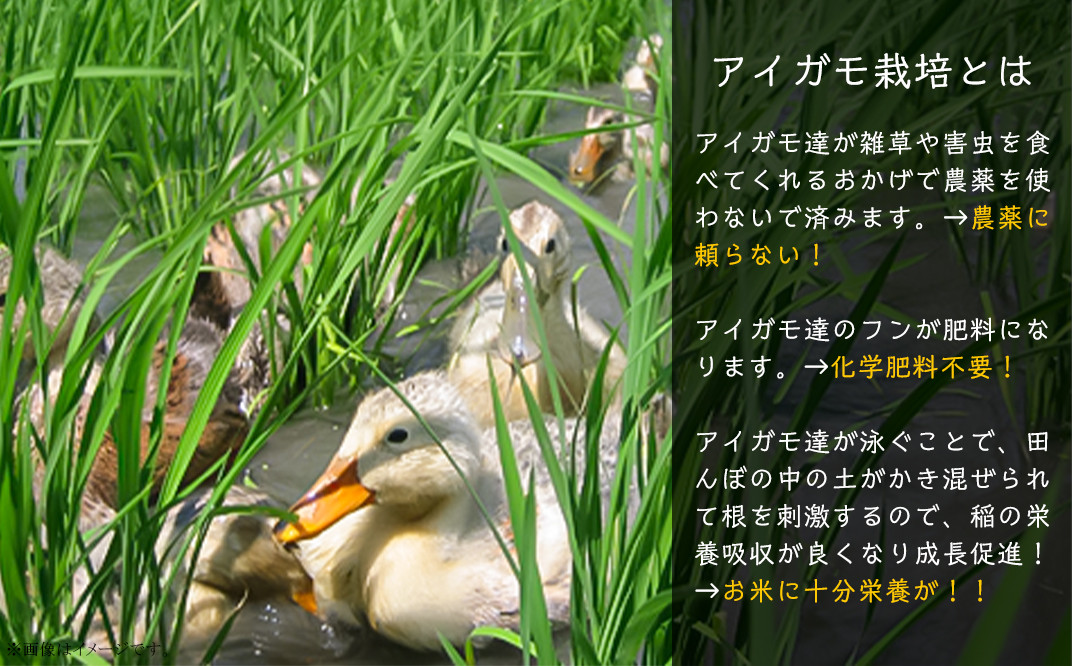 16-05新潟県胎内産「有機JAS合鴨栽培」コシヒカリ5kg(精米)