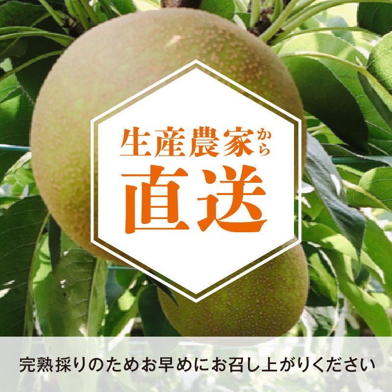完熟採り　もりやま梨（幸水） 2キロ～2.3キロ【先行予約】 CW-0007