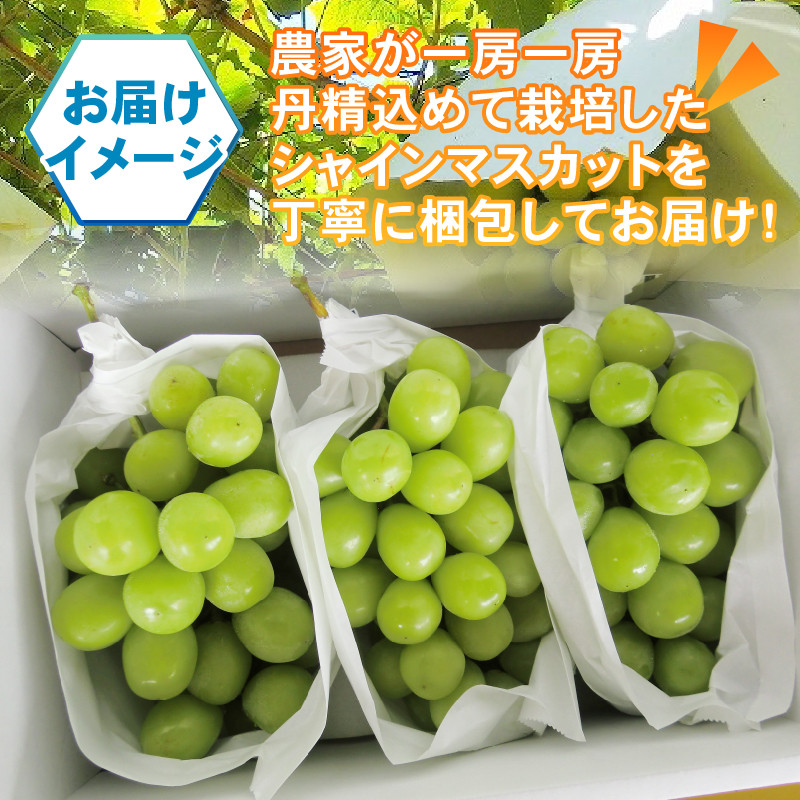 パリッとジューシー甲州市産シャインマスカット1.1kg以上【2026年発送】（TMK）B-420【シャインマスカット 葡萄 ぶどう ブドウ 令和8年発送 期間限定 山梨県産 甲州市 フルーツ 果物】