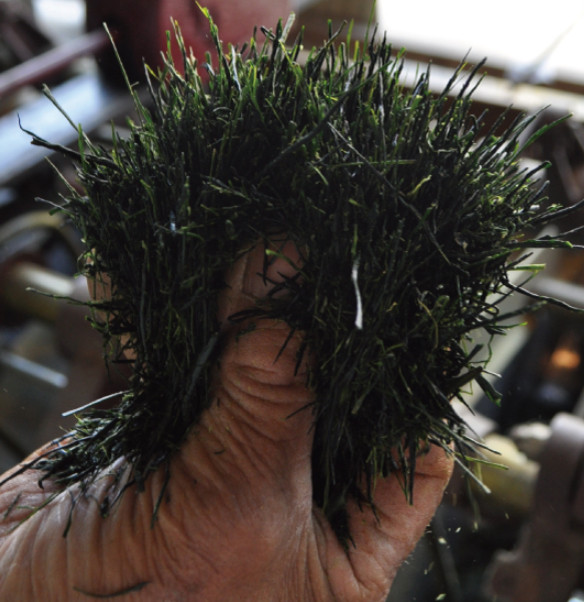 a37-001　玉露名人 前島東平さんの玉露 2本