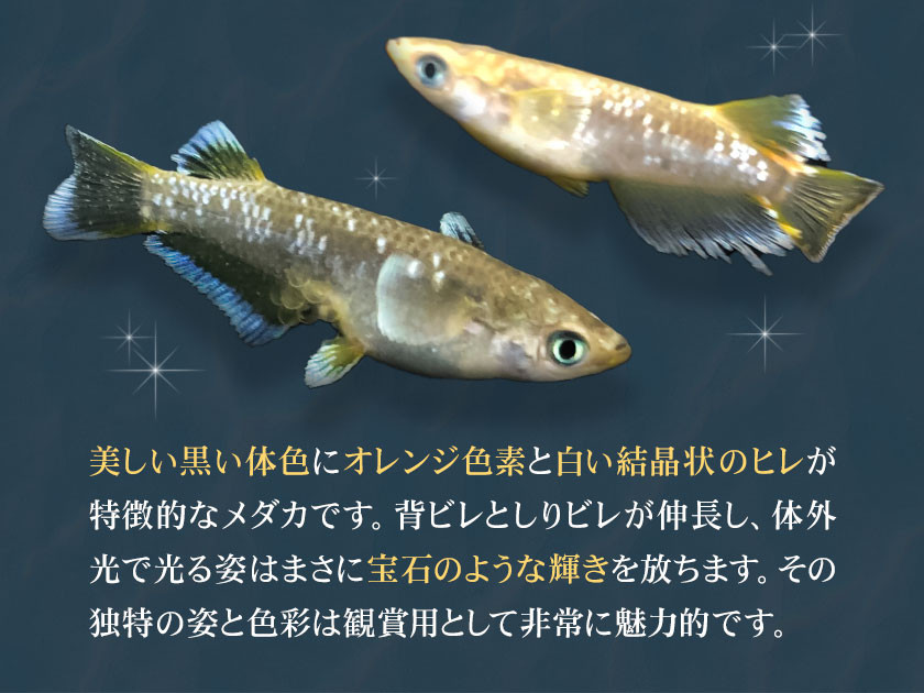 フロマージュロングフィン 1ペア 2匹 根来めだか《90日以内に出荷予定(土日祝除く)》和歌山県 岩出市 めだか フロマージュ 観賞用 送料無料 x-1