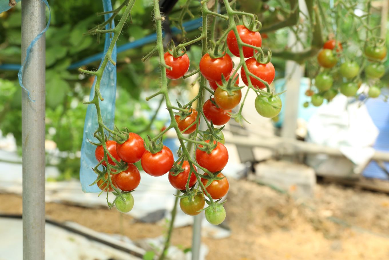 【選べる容量・回数】ぷっちートマト ミニトマト 900g ~ 3kg 発送回数 1回 2回 3回 | 野菜 やさい ミニトマト ミニ とまと トマト 900g 1.8kg 3kg リコピン 熊本県 玉名市