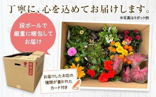 生産農場直送！季節の花苗セット 10～15ポット 花苗 苗 セット 寄せ植え 花壇 ガーデニング F6L-415