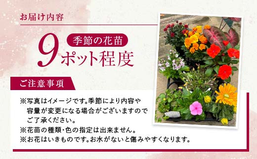 生産農場直送！季節の花苗セット (9ポット程度)  花苗 苗 セット 寄せ植え 花壇 ガーデニング F6L-868