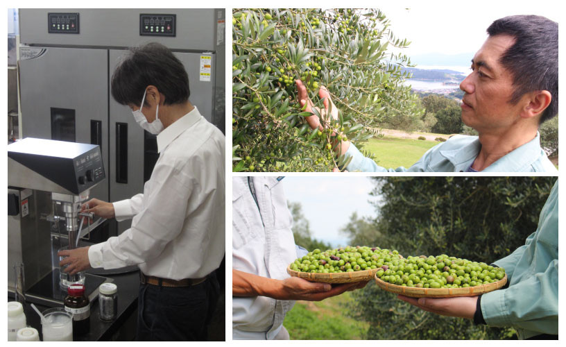 エキストラバージン オリーブオイル 大容量 5L ×2本  瀬戸内市 [№5735-2024]