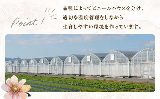 生産農場直送！季節の花苗セット (9ポット程度)  花苗 苗 セット 寄せ植え 花壇 ガーデニング F6L-868